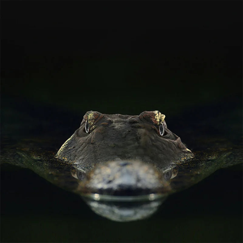 Remote Control Crocodile Head